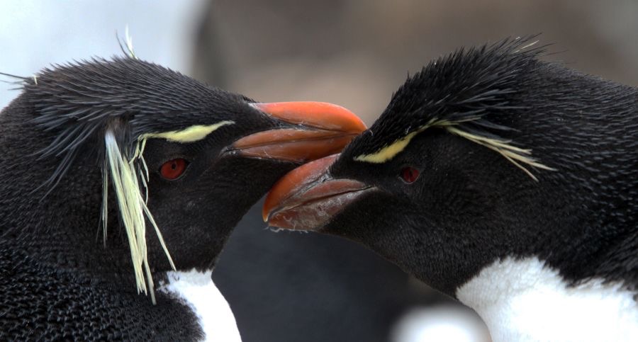ROCKHOPPER PENQUINS 2016  Courting       Pebble Island.jpg