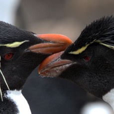 ROCKHOPPER PENQUINS 2016  Courting       Pebble Island.jpg