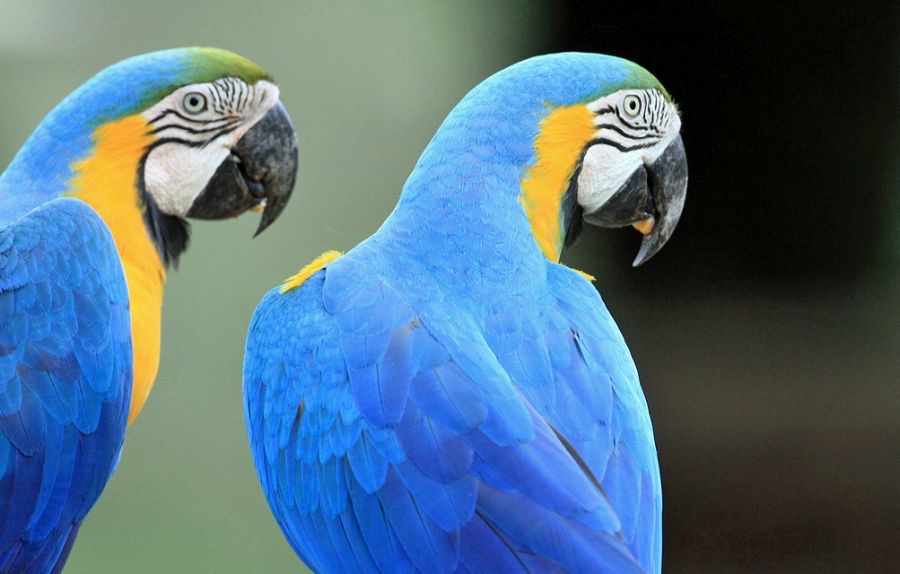 1.  MACAWS        BLUE & YELLOW BRAZIL.  S.AM..jpg