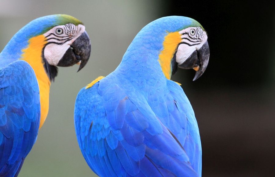 2.   MACAWS   BLUE-&-YELLOW BRAZIL  S.AM..JPG