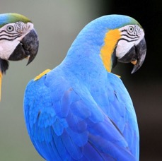 2.   MACAWS   BLUE-&-YELLOW BRAZIL  S.AM..JPG