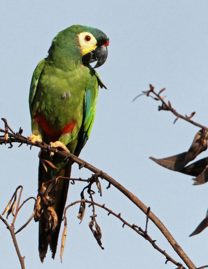 3.  MACAW.    BLUE-WINGED BRAZIL.  S.AM..JPG