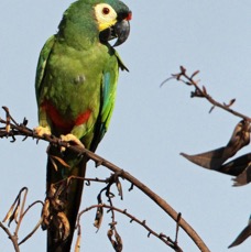 3.  MACAW.    BLUE-WINGED BRAZIL.  S.AM..JPG
