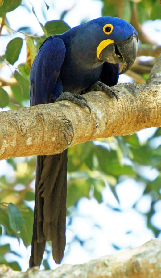 4.  MACAW           HYACINTH....   resting       BRAZIL.  S.AM..jpg