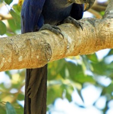 4.  MACAW           HYACINTH....   resting       BRAZIL.  S.AM..jpg