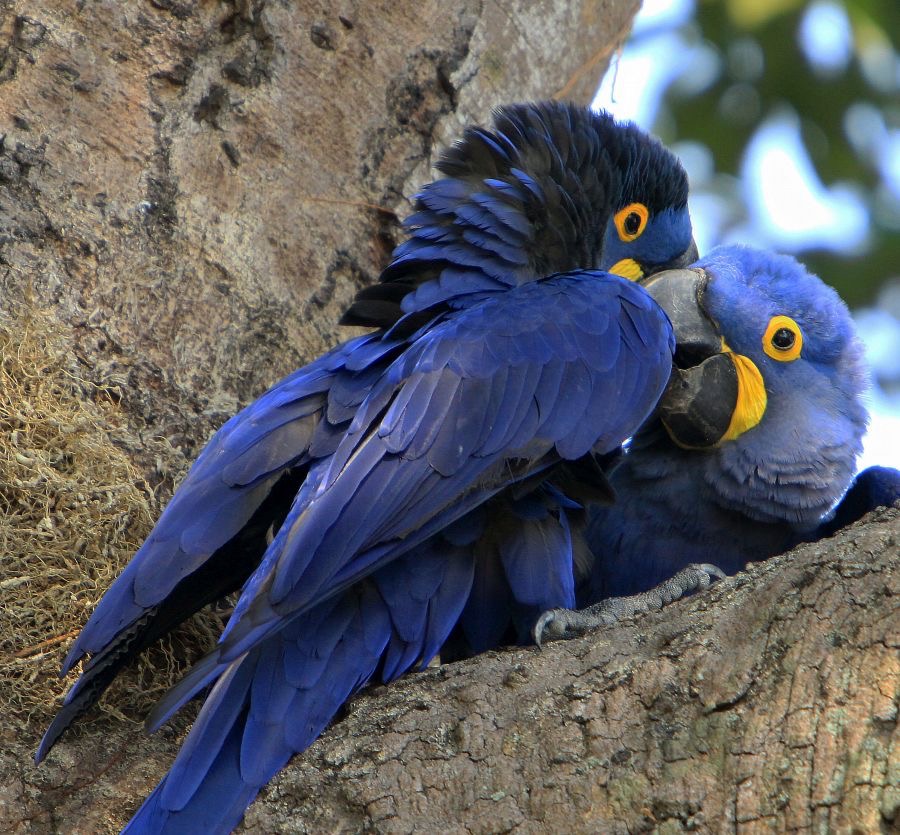 5.  MACAWS   HYACINTH..   partners      BRAZIL.  S AM..JPG