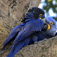 5.  MACAWS   HYACINTH..   partners      BRAZIL.  S AM..JPG