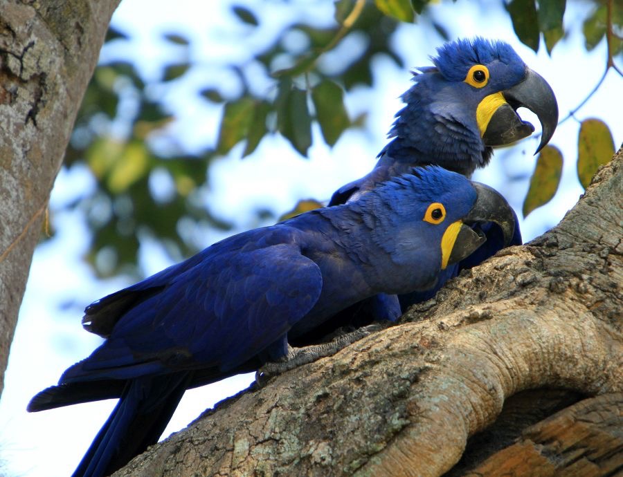 6.  MACAWS  HYACINTH.  friends         BRAZIL  S.AM..JPG