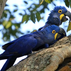 6.  MACAWS  HYACINTH.  friends         BRAZIL  S.AM..JPG