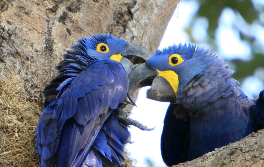 7.  MACAWS  HYACINTH.  partners   BRAZIL.  S.AM.JPG