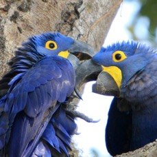 7.  MACAWS  HYACINTH.  partners   BRAZIL.  S.AM.JPG