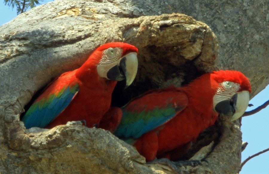 8.  MACAW               RED&GREEN        at nesthole  BRAZIL  S.AM..jpg