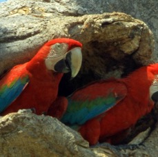 8.  MACAW               RED&GREEN        at nesthole  BRAZIL  S.AM..jpg