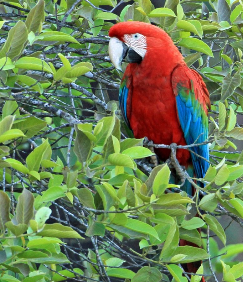9.  MACAW           RED & GREEN      BRAZIL.  S.AM..jpg