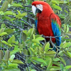 9.  MACAW           RED & GREEN      BRAZIL.  S.AM..jpg