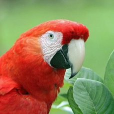 10.  MACAW..      SCARLET.  headshot.    COSTA RICA.jpg