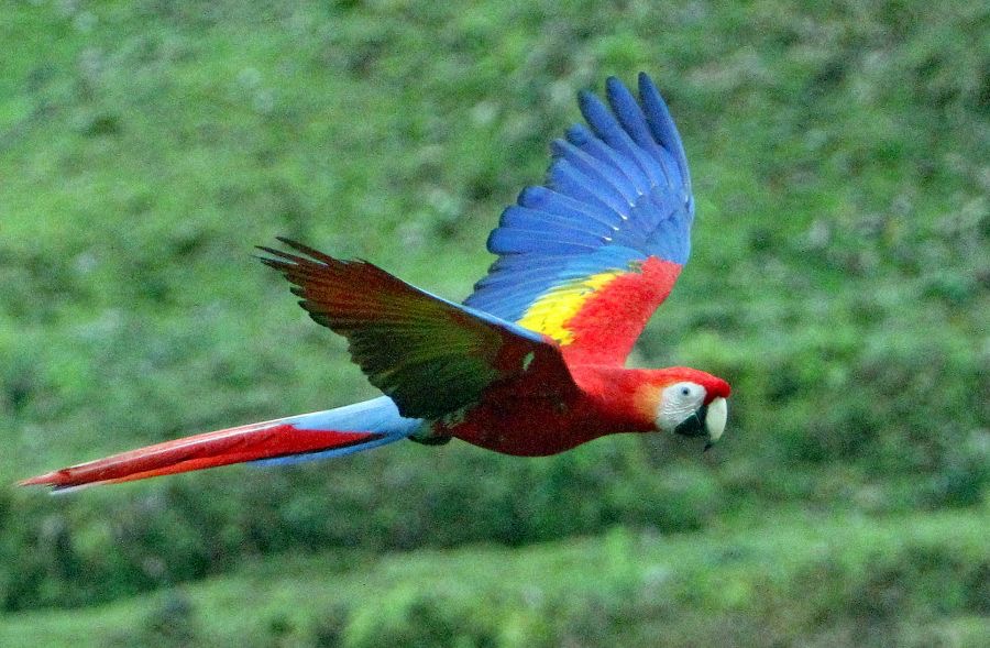 11.  MACAW..     SCARLET. flying. COSTA RICA.jpg
