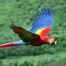 11.  MACAW..     SCARLET. flying. COSTA RICA.jpg