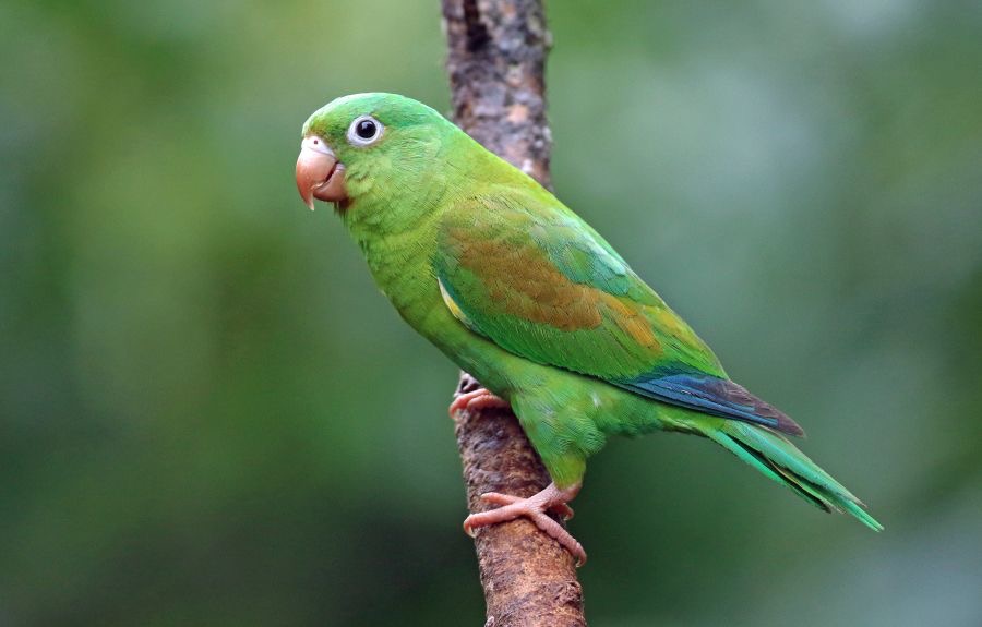12.  PARAKEET.  ORANGE CHINNED.+  COSTA RICA.jpg