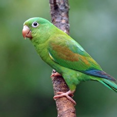 12.  PARAKEET.  ORANGE CHINNED.+  COSTA RICA.jpg