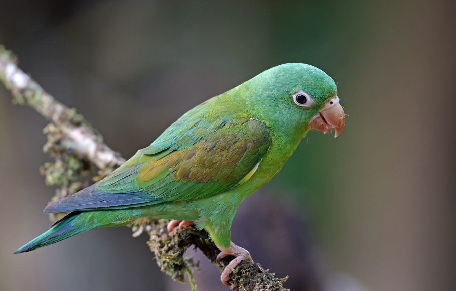 13.  PARAKEET... ORANGE.    CHINNED    COSTA RICA.jpg