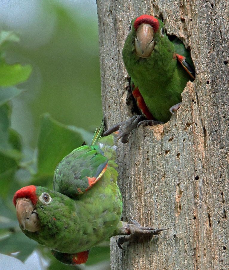 14.  PARAKEETS  CRIMSON FRONTED     COSTA RICA.jpg