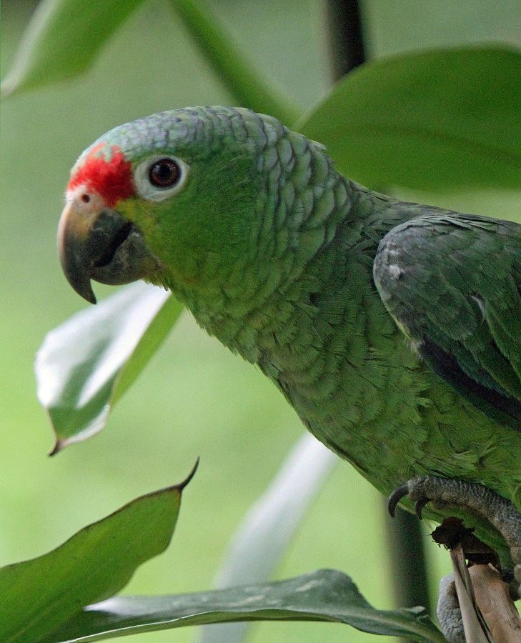 15.  PARROT.        RED-LORED.        COSTA RICA.jpg
