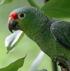 15.  PARROT.        RED-LORED.        COSTA RICA.jpg