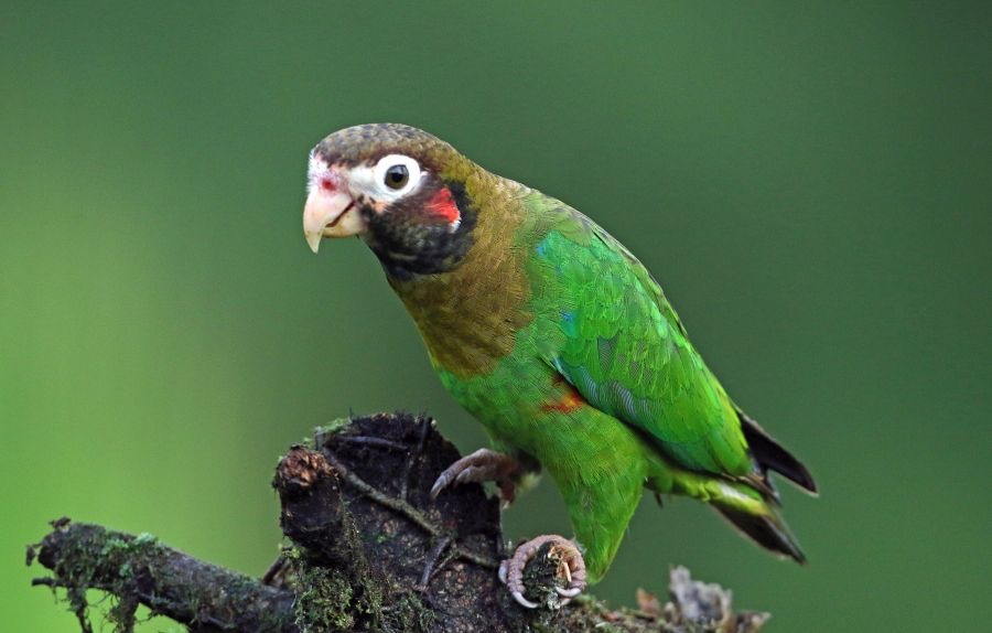 16.  PARROT      BROWN     HOODED.     COSTA RICA.jpg