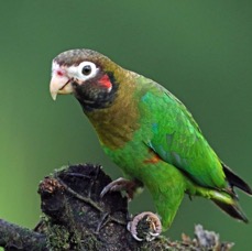 16.  PARROT      BROWN     HOODED.     COSTA RICA.jpg