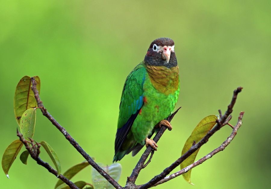 17.  PARROT    BROWN HOODED     COSTA RICA.jpg