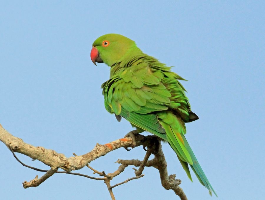 18.  PARAKEET      ROSE RINGED    SRI LANKA.jpg