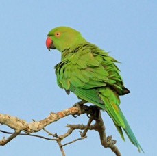 18.  PARAKEET      ROSE RINGED    SRI LANKA.jpg