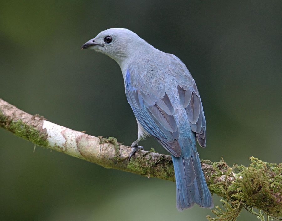 1.  TANAGER      BLUE GREY  COSTA RICA.JPG