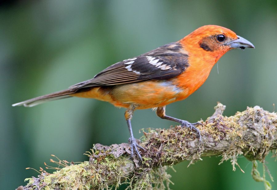 3.  TANAGER    FLAME COLOURED  COSTA RICA.jpg