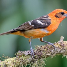 3.  TANAGER    FLAME COLOURED  COSTA RICA.jpg