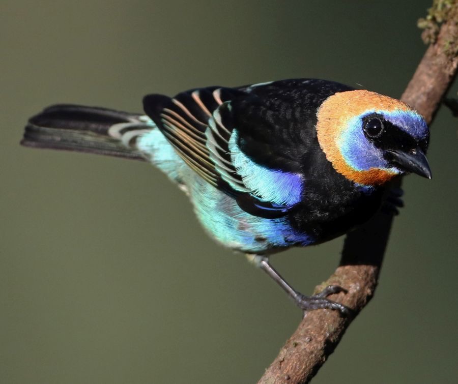 4.  TANAGER GOLDEN  HOODED     COSTA RICA.jpg