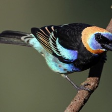 4.  TANAGER GOLDEN  HOODED     COSTA RICA.jpg