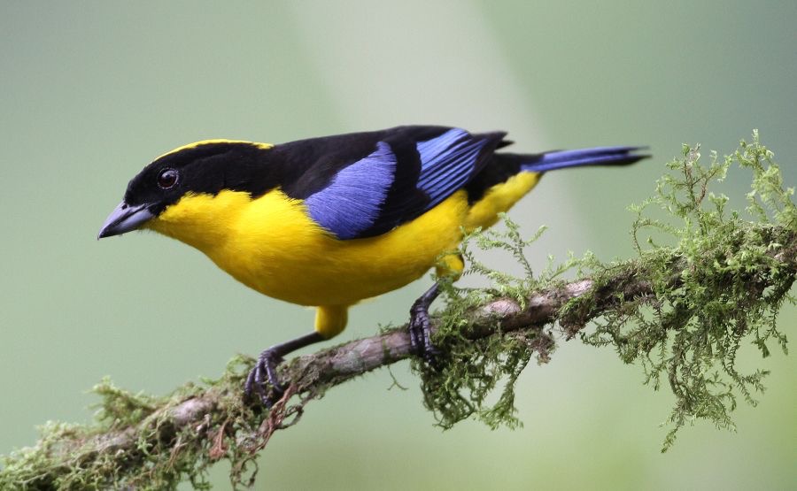 5.  TANAGER        BLUE   WINGED  MOUNTAIN    ECUADOR.jpg