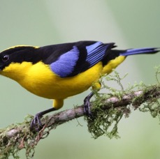 5.  TANAGER        BLUE   WINGED  MOUNTAIN    ECUADOR.jpg