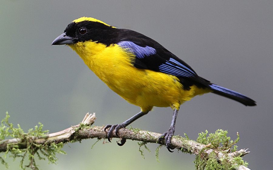 6.    TANAGER       BLUE  WINGED MOUNTAIN  ECUADOR.jpg