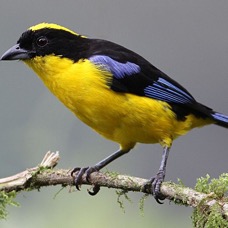 6.    TANAGER       BLUE  WINGED MOUNTAIN  ECUADOR.jpg