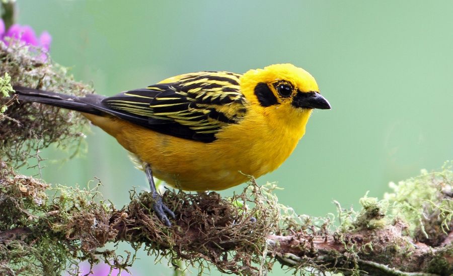 7.  TANAGER     GOLDEN     ECUADOR.jpg
