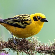 7.  TANAGER     GOLDEN     ECUADOR.jpg