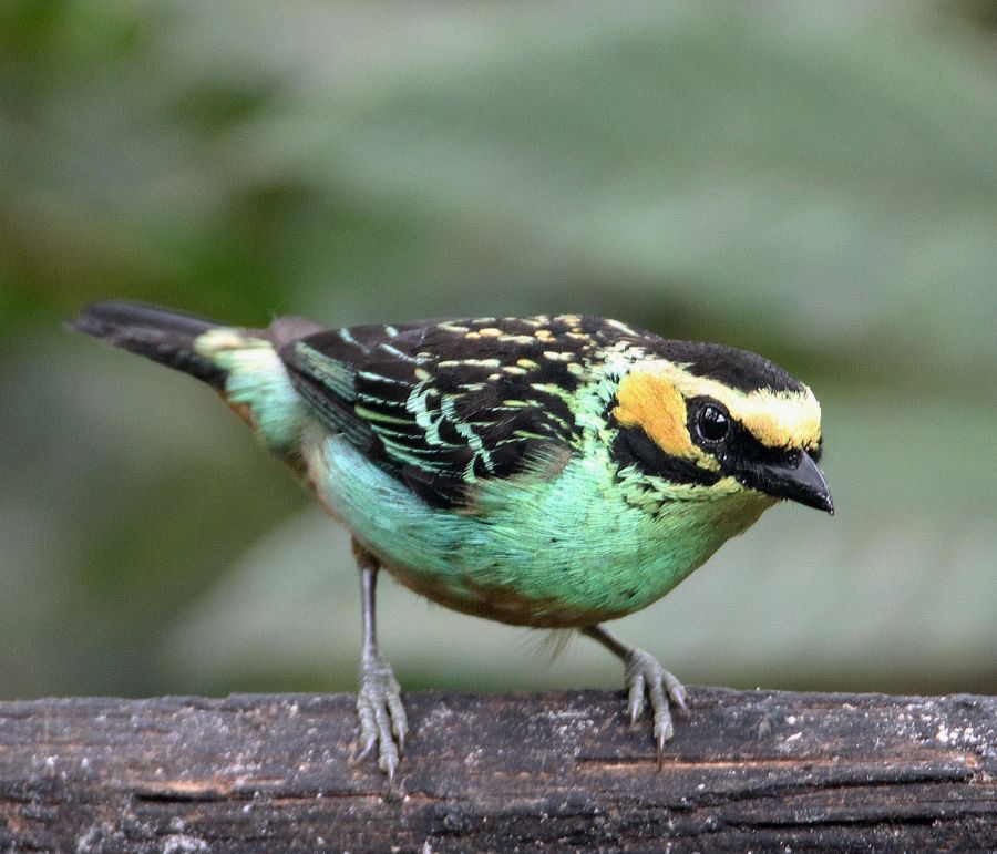 8.  TANAGER   GOLDEN EARED  ECUADOR.jpg