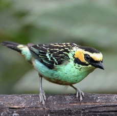 8.  TANAGER   GOLDEN EARED  ECUADOR.jpg