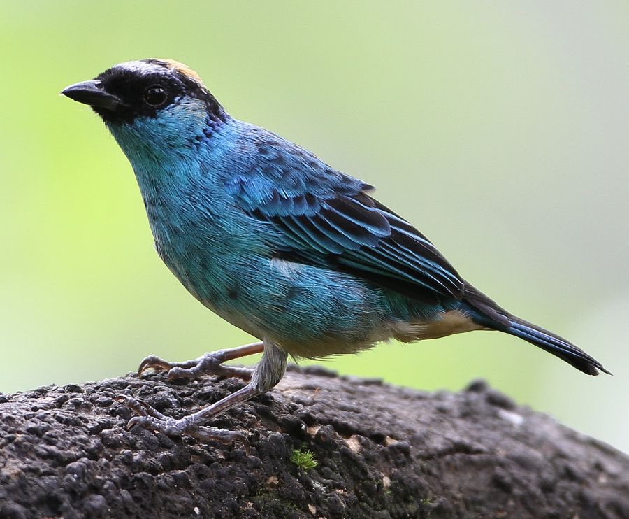 9.  TANAGER GOLDEN NAPED ECUADOR.JPG