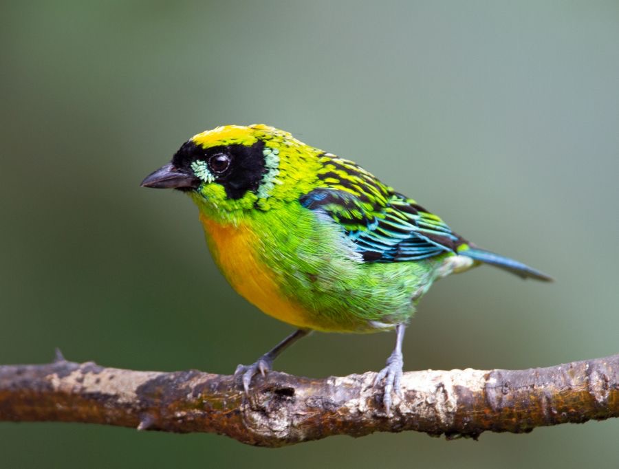 11.  TANAGER  GREEN & GOLD  ECUADOR.jpg