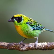 11.  TANAGER  GREEN & GOLD  ECUADOR.jpg