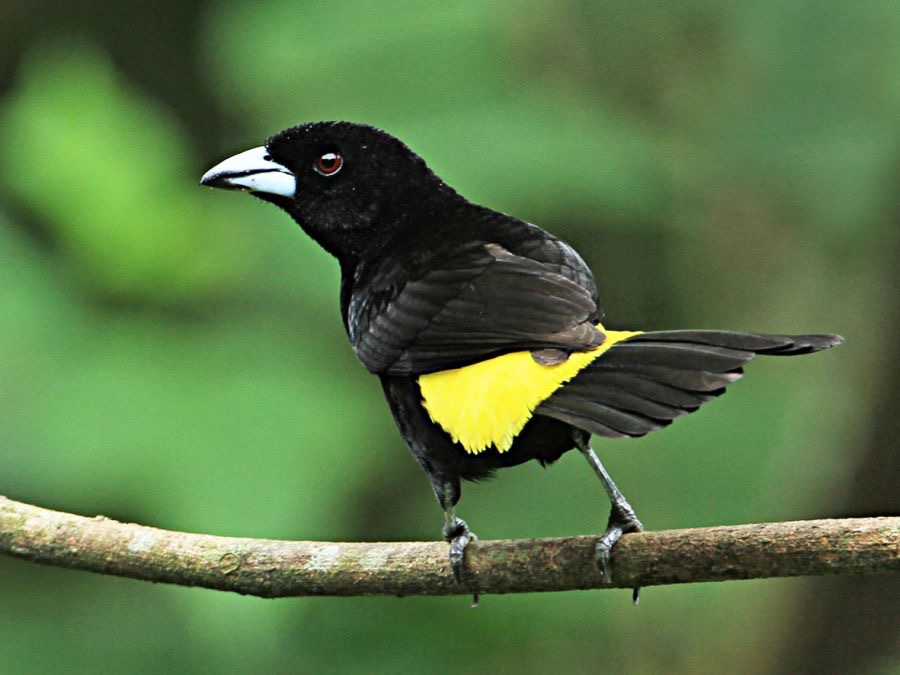 12.  TANAGER  LEMON RUMPED male  ECUADOR.jpg